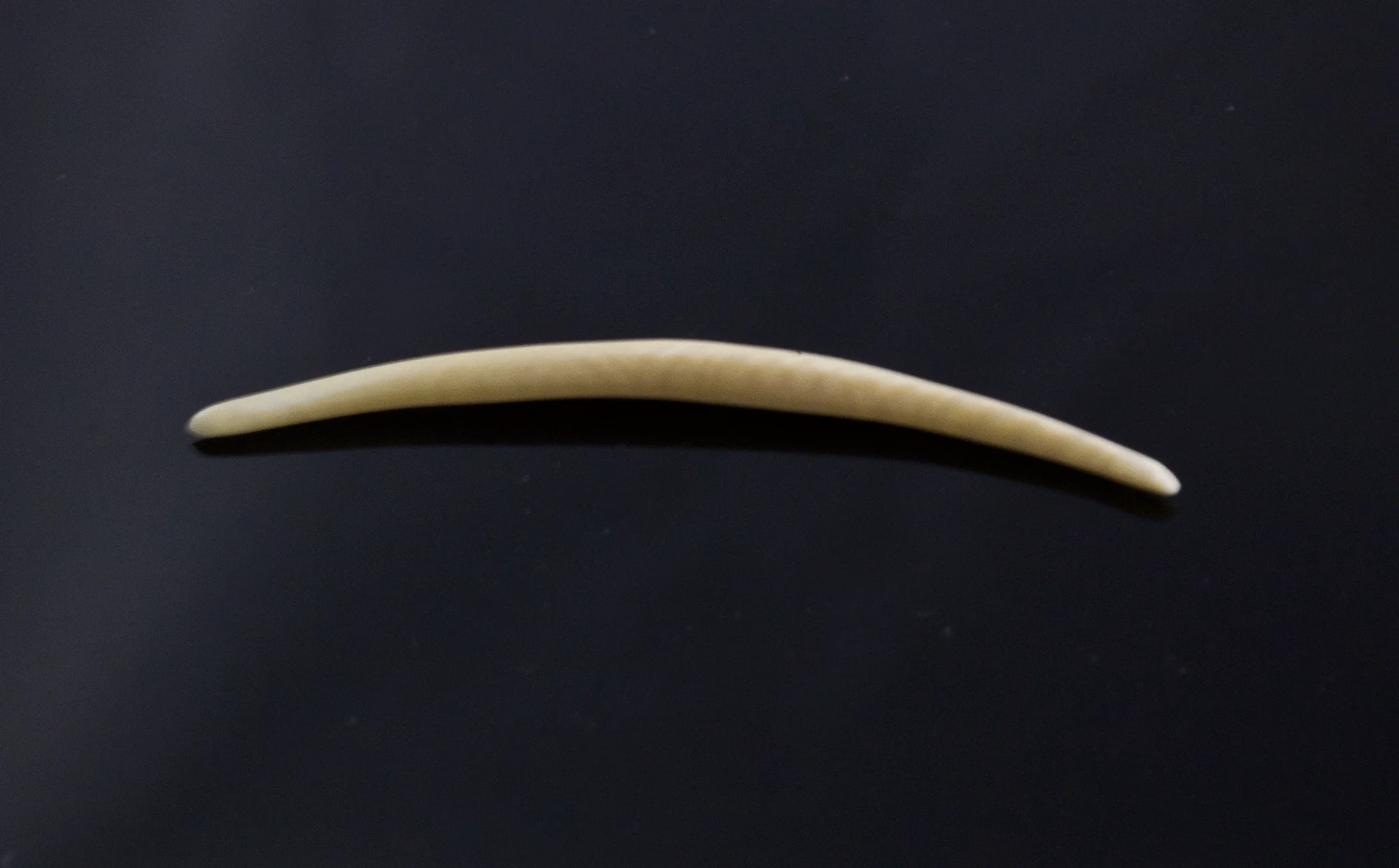 10g (2.5mm) Fossilized Mammoth Ivory Septum Tusk - Image 2