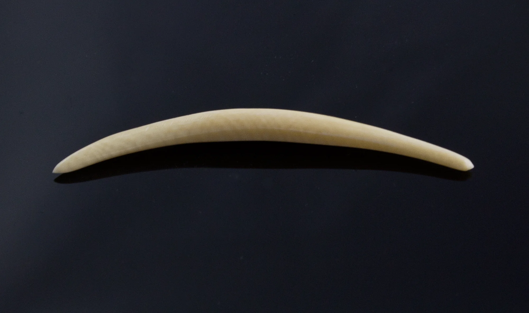 3.5mm Fossilized Mammoth Ivory Septum Tusk - Image 2