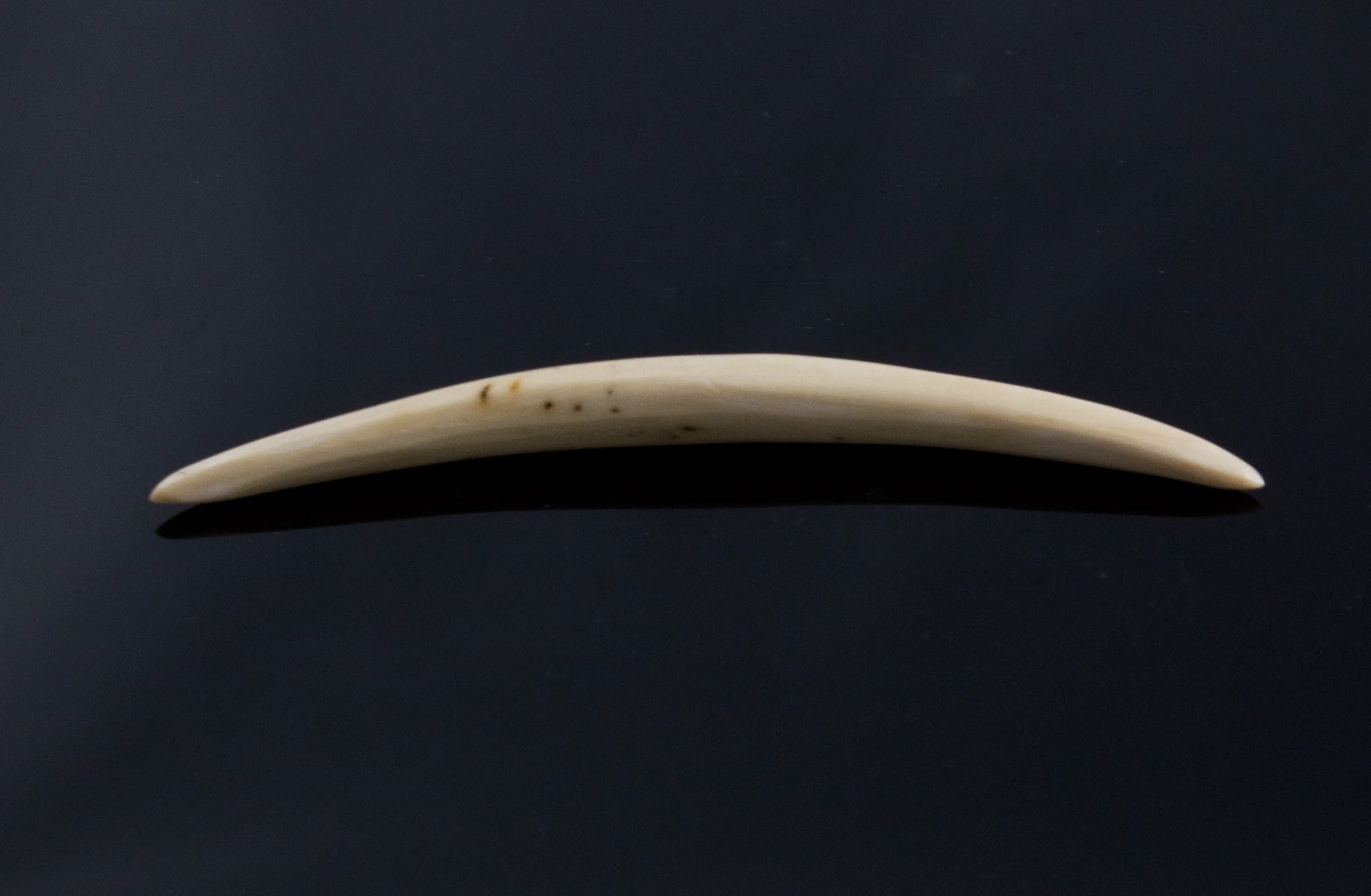 3.5mm Fossilized Mammoth Ivory Septum Tusk - Image 2