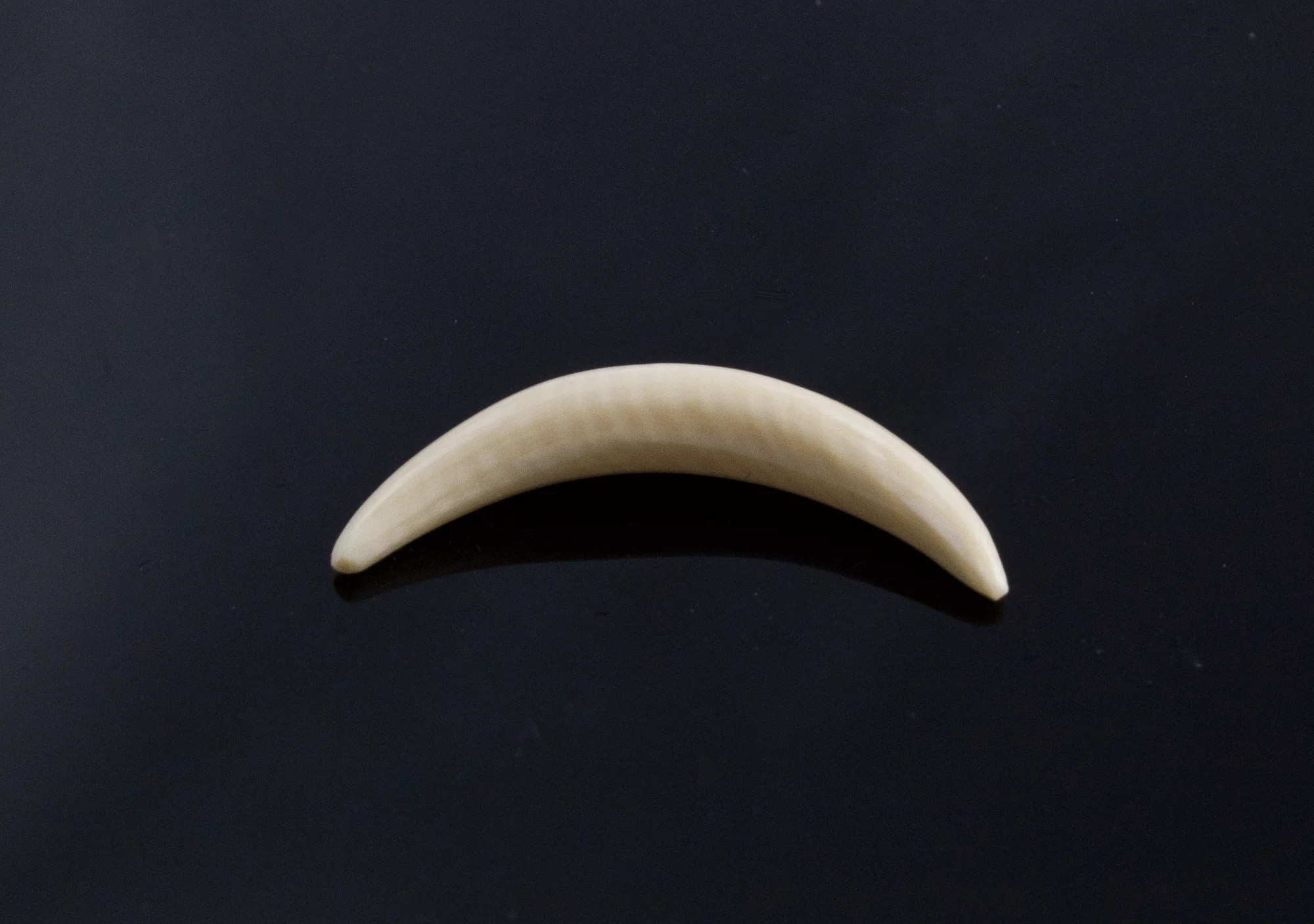 4.5mm Fossilized Mammoth Ivory Septum Tusk - Image 2