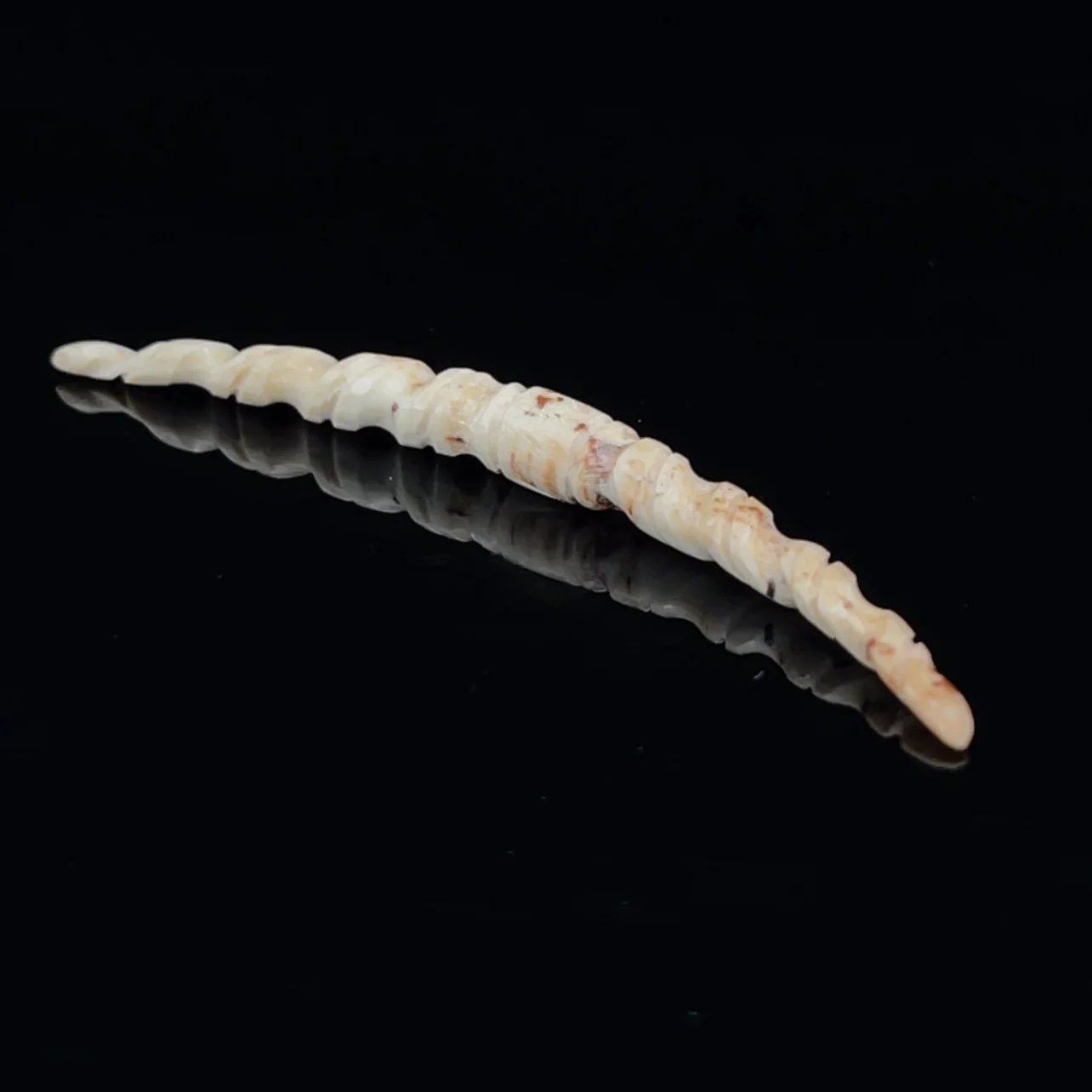 4g (5mm) Fossilized Mammoth Ivory Carved Septum Tusk - Image 3