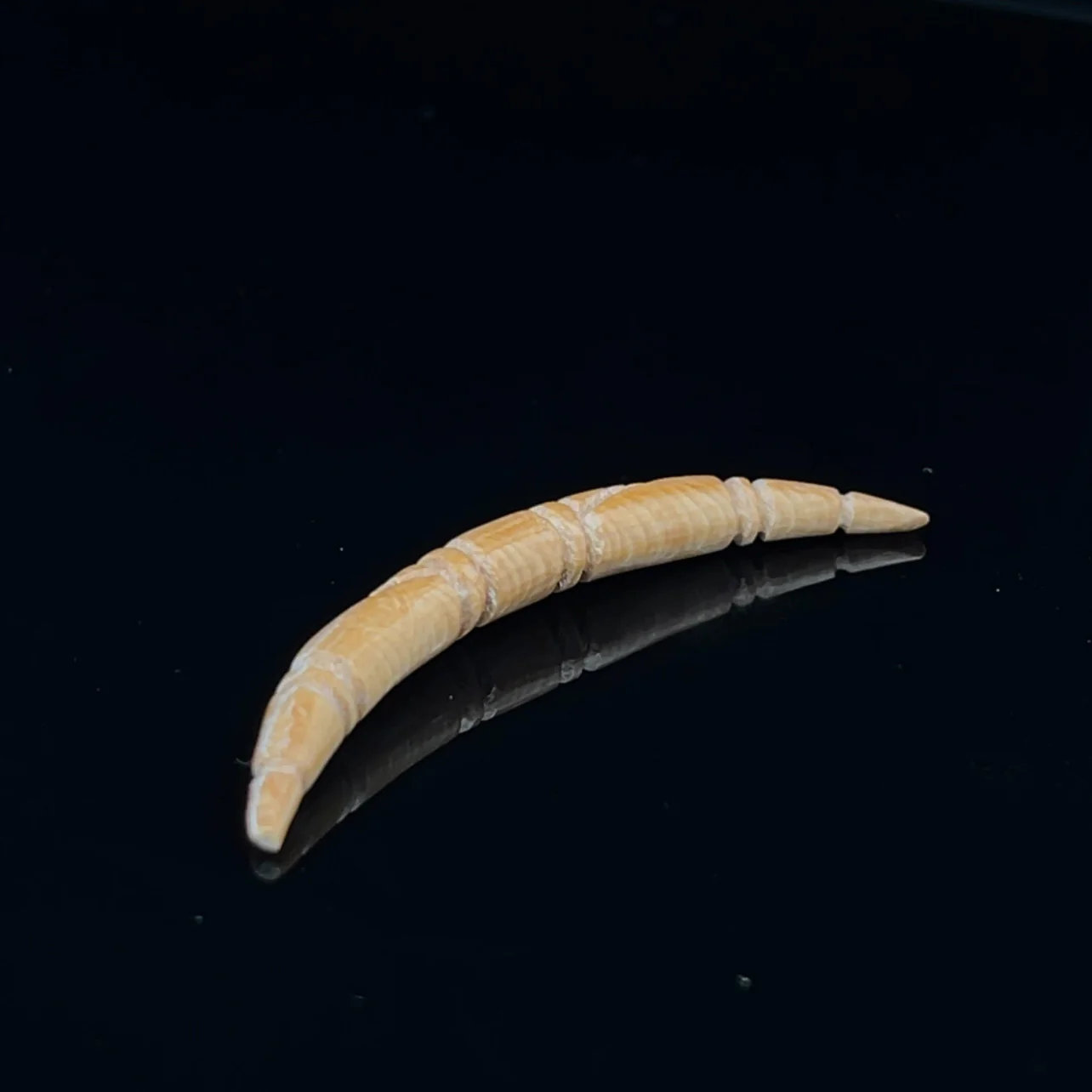 6g (4mm) Fossilized Mammoth Ivory Carved Septum Tusk - Image 2