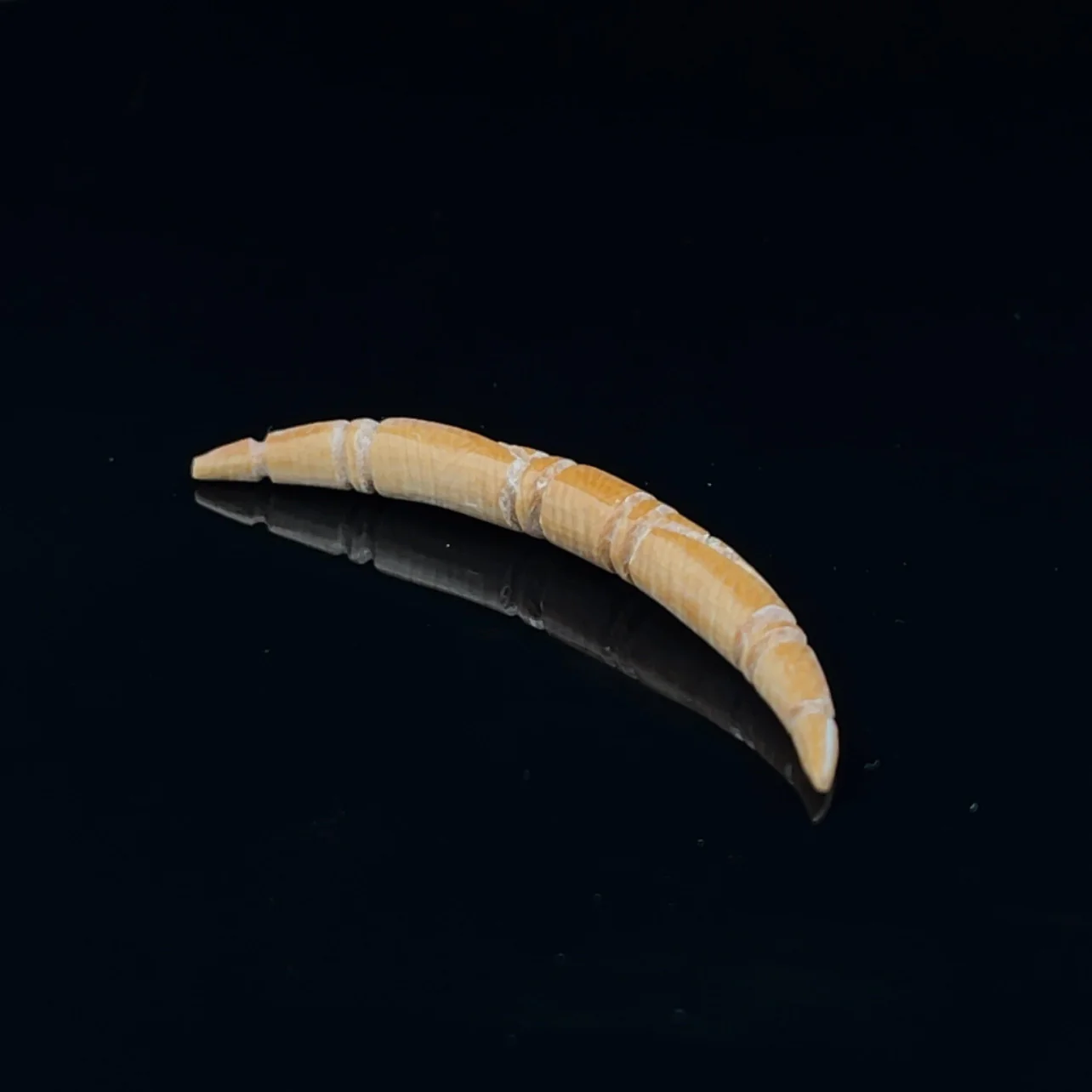 6g (4mm) Fossilized Mammoth Ivory Carved Septum Tusk - Image 3