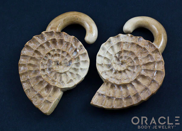 7/16" (11mm) Fossilized Mammoth Ivory Ammonites - Image 3