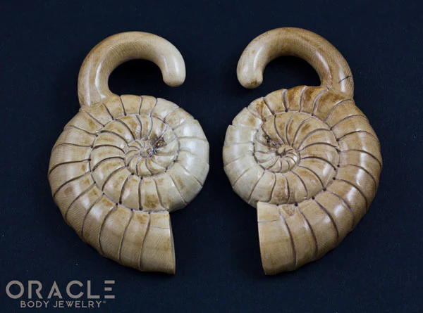 7/16" (11mm) Fossilized Mammoth Ivory Ammonites - Image 4